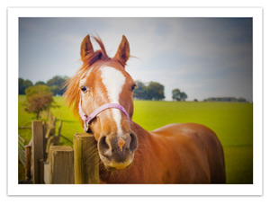 Horse
