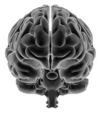 Brain
