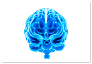 Brain